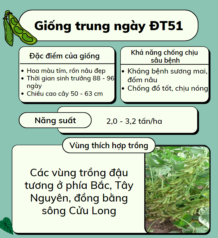 giống trung ngày đt51_1671427263.png